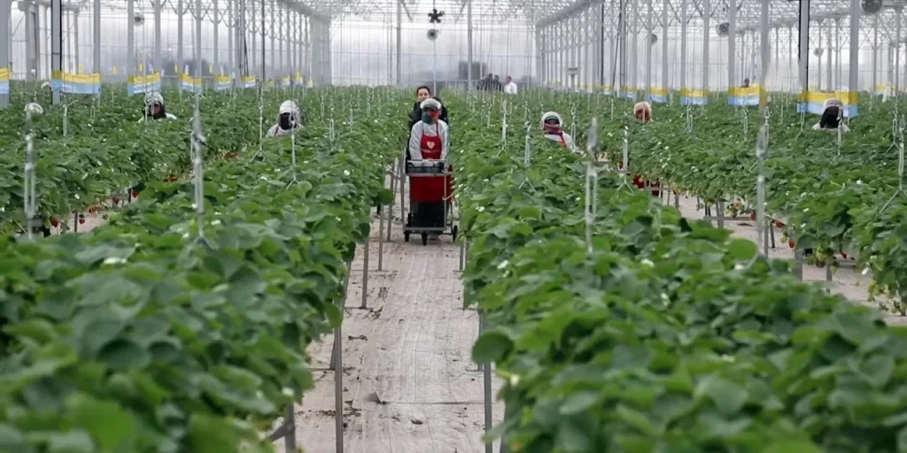 Serra senza suolo a Adana produce fragole con intelligenza artificiale e le esporta in sette paesi