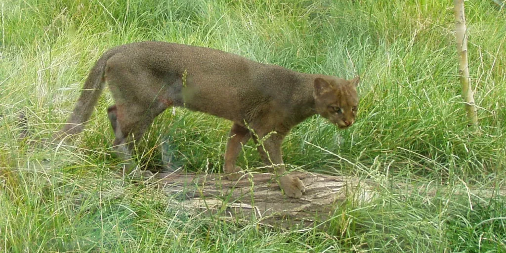 Nuova Zelanda punta a eliminare i gatti selvatici entro il 2050 per salvaguardare la biodiversità