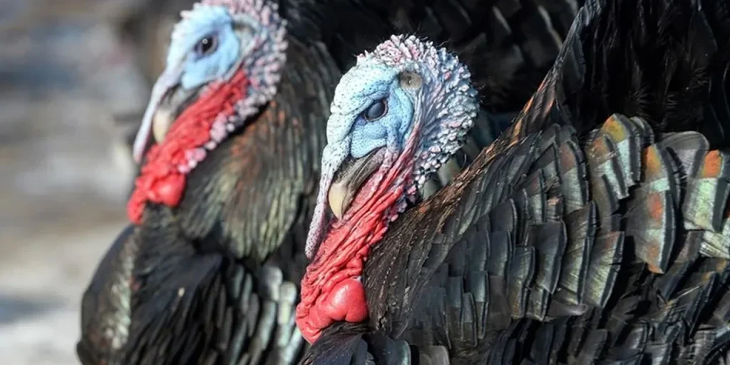 Domanda di tacchino in forte crescita in vista del Capodanno