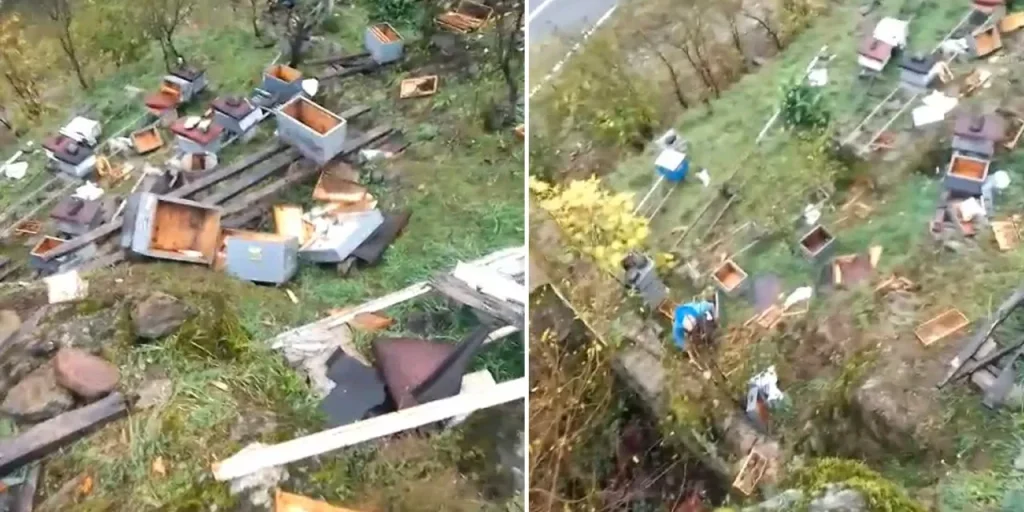 Apicoltore di Trabzon perde più di 50 apiere a causa di un attacco di orso