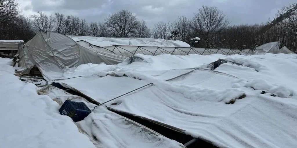 Neve intensa provoca danni alle serre di Safranbolu, costi superano centinaia di migliaia di lira