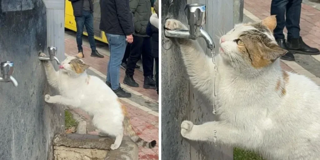 Gatto assetato trova acqua grazie all'apertura del rubinetto in città di Batman
