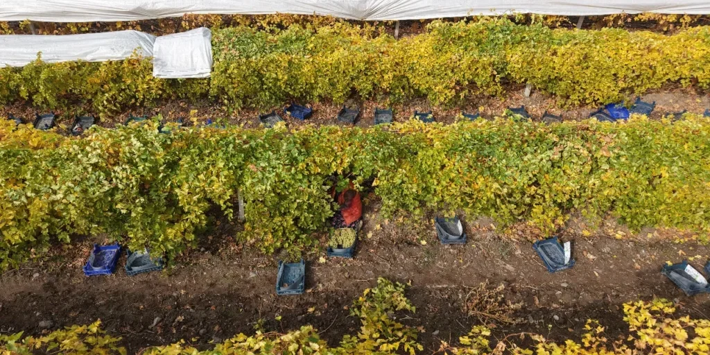 Siccità a Elazığ: resa dell'uva cala dell'80 %, produttori riducono a 40 tonnellate per 100 ettari