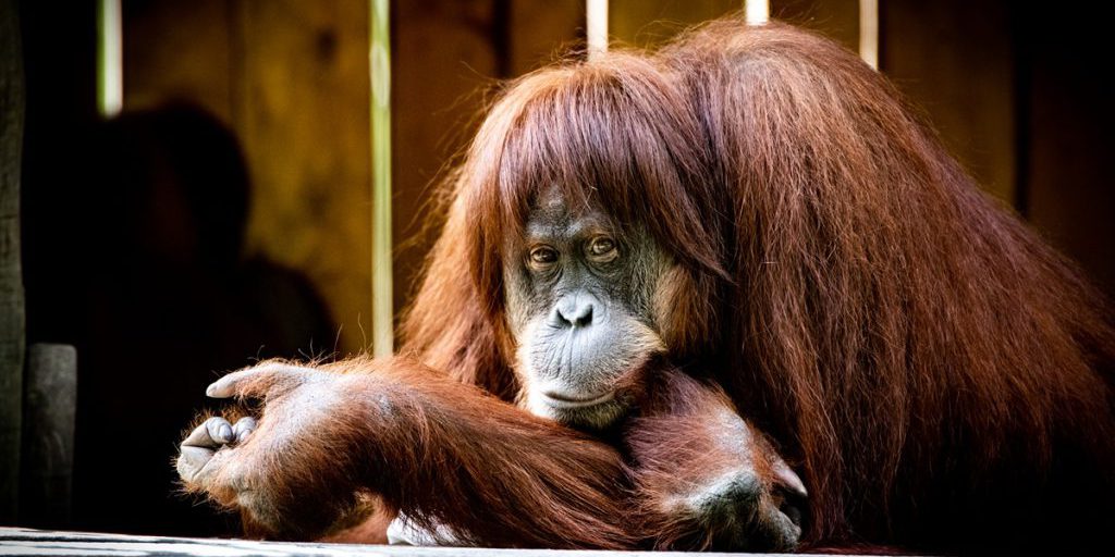 Zoo di Dortmund chiuderà alcuni recinti in inverno per garantire il benessere degli animali