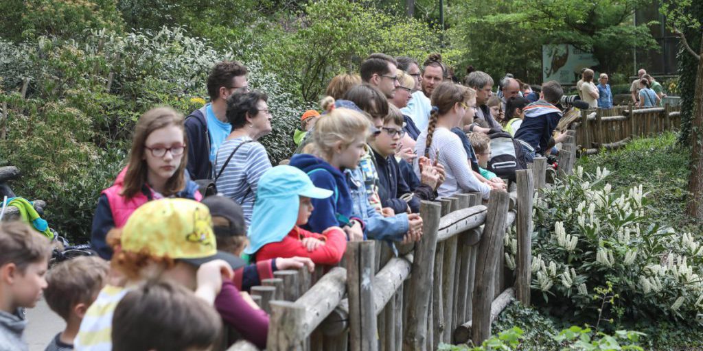 Zoo della Renania Settentrionale‑Vestfalia: due animali uccisi poco prima di Natale, staff e visitatori addolorati
