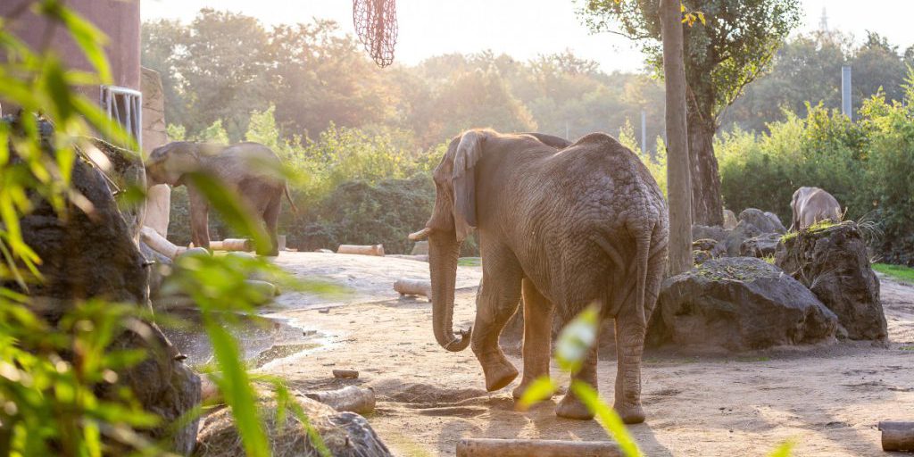 Zoo di Duisburg annuncia la partenza di tre elefanti anziani