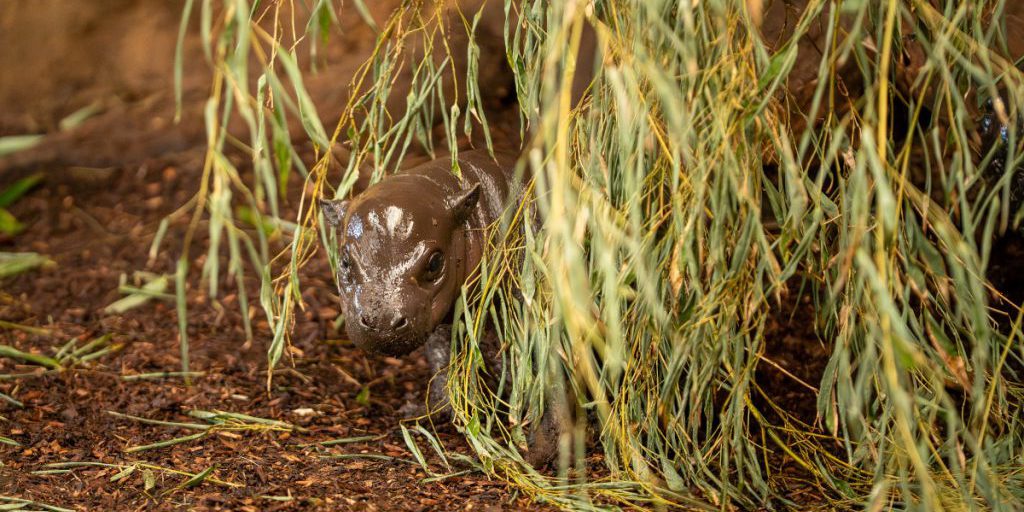 Cucciolo al Zoo di Duisburg prova a nuotare nel recinto