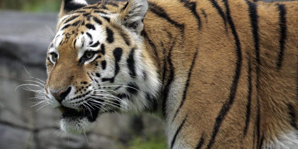 I cuccioli di tigre dello Zoo di Wuppertal sottoposti a visita veterinaria per garantire la loro salute e il loro benessere