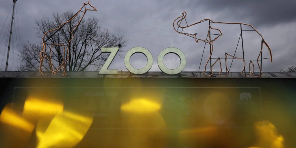 Emergenza in uno zoo della Renania Settentrionale‑Vestfalia: un animale predatore in difficoltà di salute