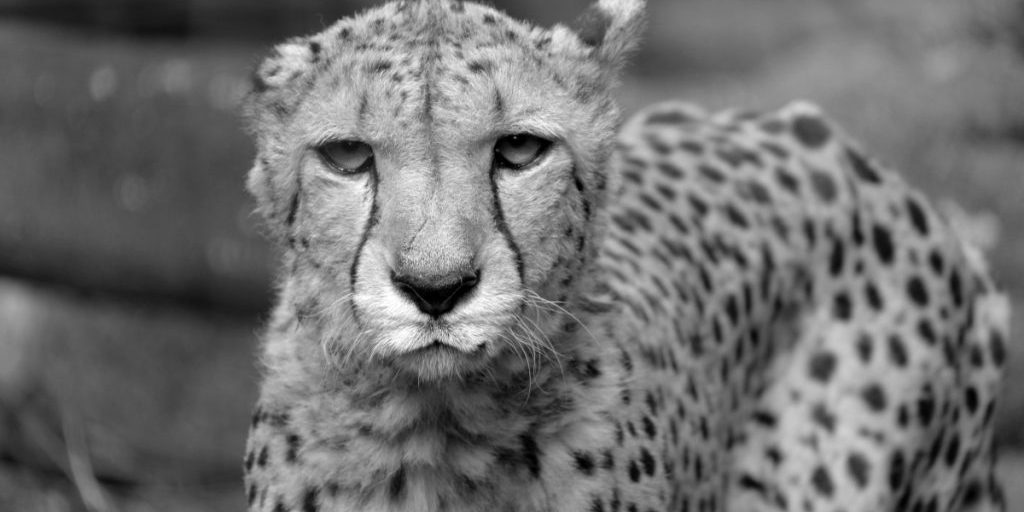 Morte di Timo allo zoo di Krefeld: la comunità degli amanti degli animali in lutto per la perdita dell'amato scimmio