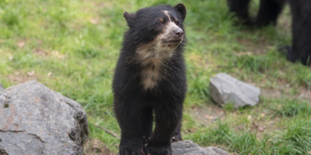 Orsi Huanca e Tia si scontrano al zoo di North Rhine‑Westphalia