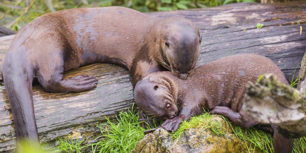 Un cucciolo di onnacchi giganti muore nel parco zoologico di NRW nonostante cure intensive
