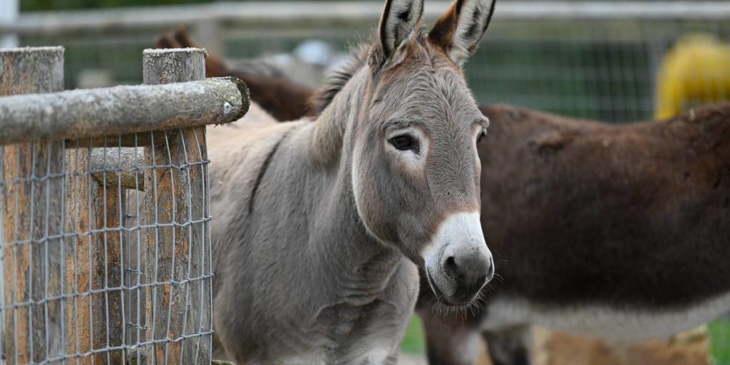 Morte di due animali nello zoo della Renania Settentrionale-Vestfalia: i visitatori sono coinvolti?