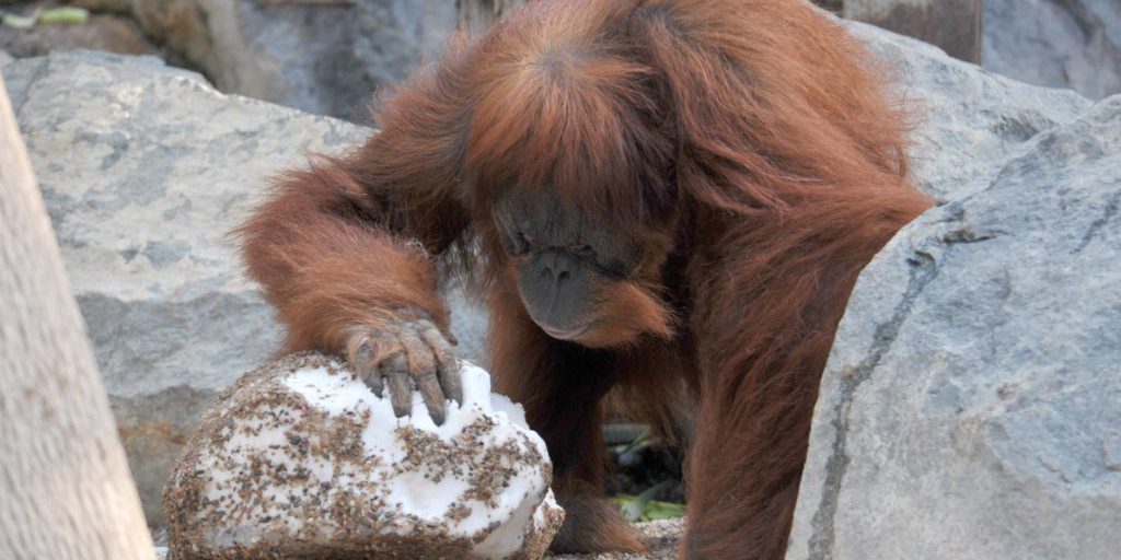 Neve e freddo nei zoo della NRW: gli animali si spostano in zone riscaldate