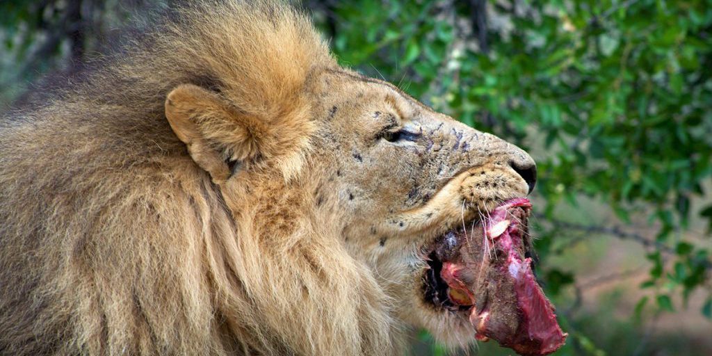 Il Zoo di Wuppertal adotta un approccio innovativo all'alimentazione degli animali carnivori, sollevando questioni etiche e dibattiti sul benessere degli animali in cattività