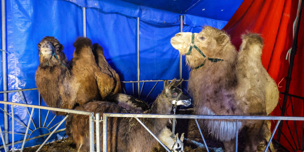 Tenda di circo in NRW crolla a causa della neve: vigili del fuoco intervenuti per salvare gli animali