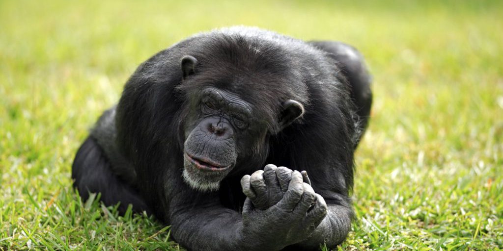 Zoom Gelsenkirchen trauert um Besucherliebling: „Einfach nur sehr traurig“