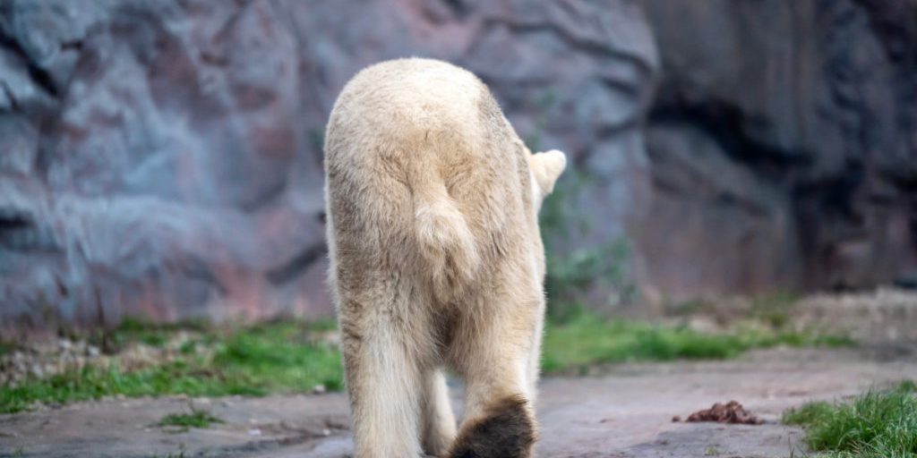 Trauriger Abschied im Zoom Gelsenkirchen – die letzten Bilder gehen ans Herz